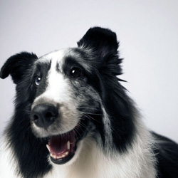 Sarah and Sheltie Picture